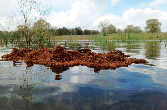 A floating "raft" of red imported fire ants (RIFA)